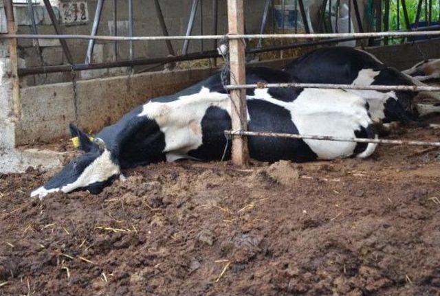 Elektrik Kablosu Ahır Çatısına Değdi, 6 Inek Telef Oldu