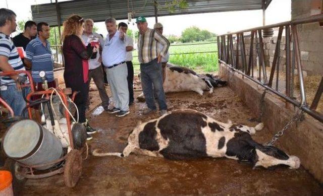 Elektrik Kablosu Ahır Çatısına Değdi, 6 Inek Telef Oldu