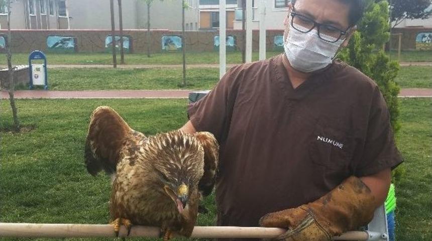 Yaralı Şahin, &Ouml;zg&uuml;rl&uuml;ğe Kanat &Ccedil;ırptı