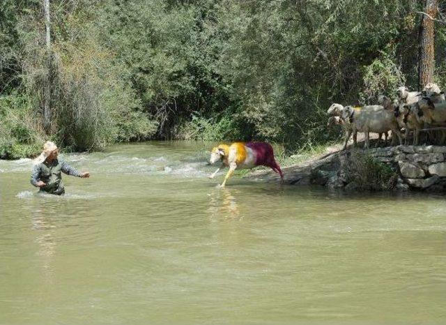 Koyunlar Suya ‘Temiz Çevre' Için Atlayacak