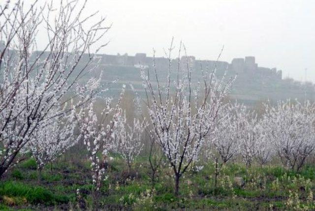 Diyarbakır'da Unesco Dünya Kültür Mirası Listesi Heyecanı