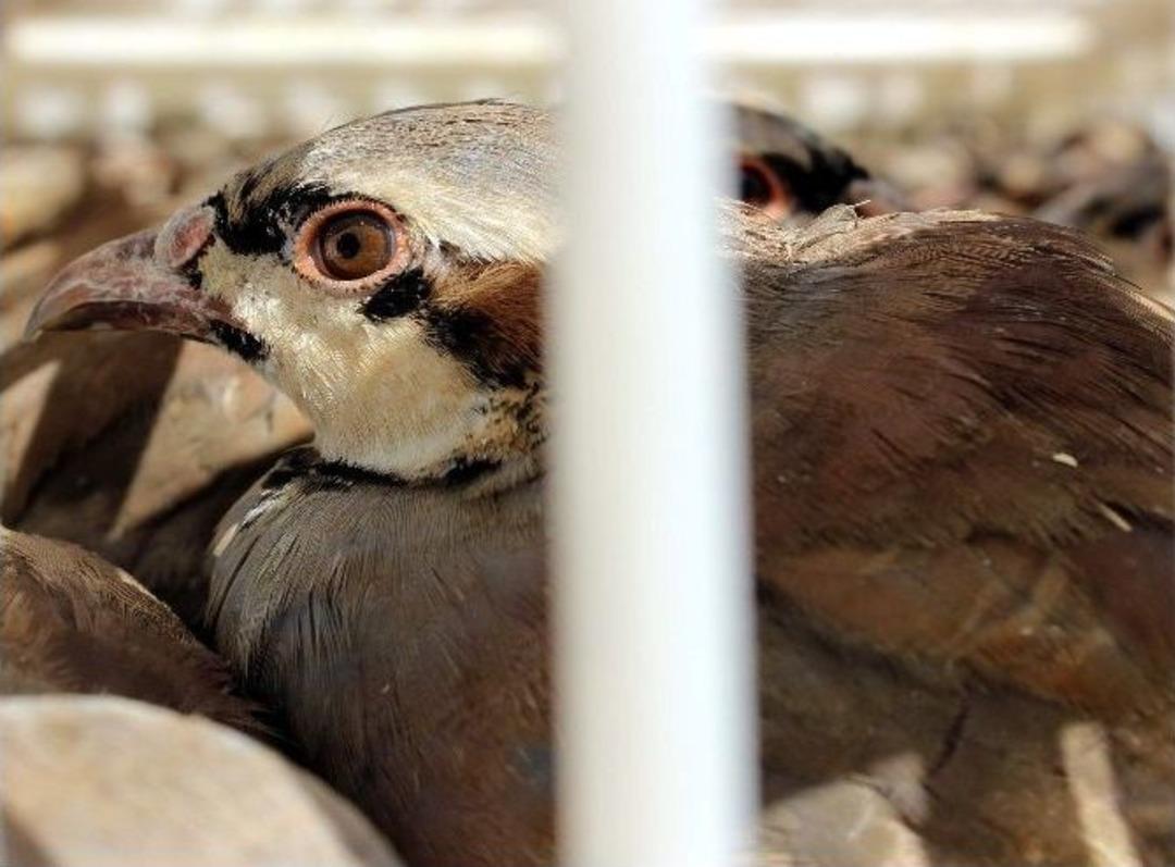 Bin Adet Kınalı Keklik Doğayla Buluştu