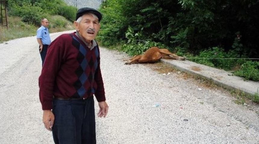 Boğayı Ağaca Bağlayıp &Ouml;l&uuml;me Terk Ettiler