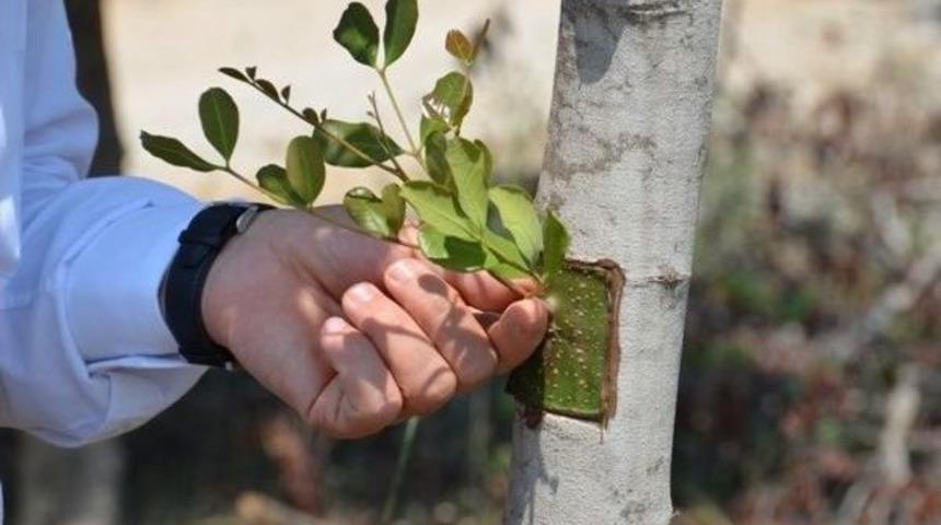 Orman B&ouml;lge M&uuml;d&uuml;rl&uuml;ğ&uuml;&rsquo;nden Aşılama &Ccedil;alışması