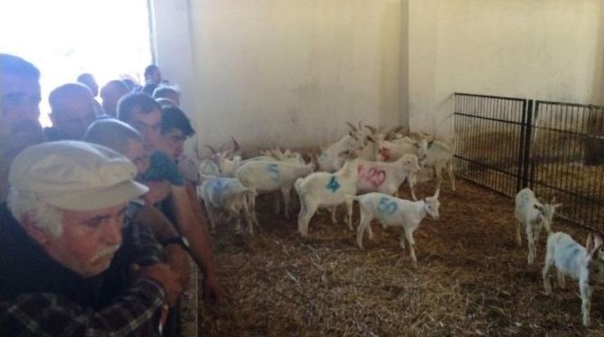 &Uuml;niversiteli Oğlaklar Kapış Kapış