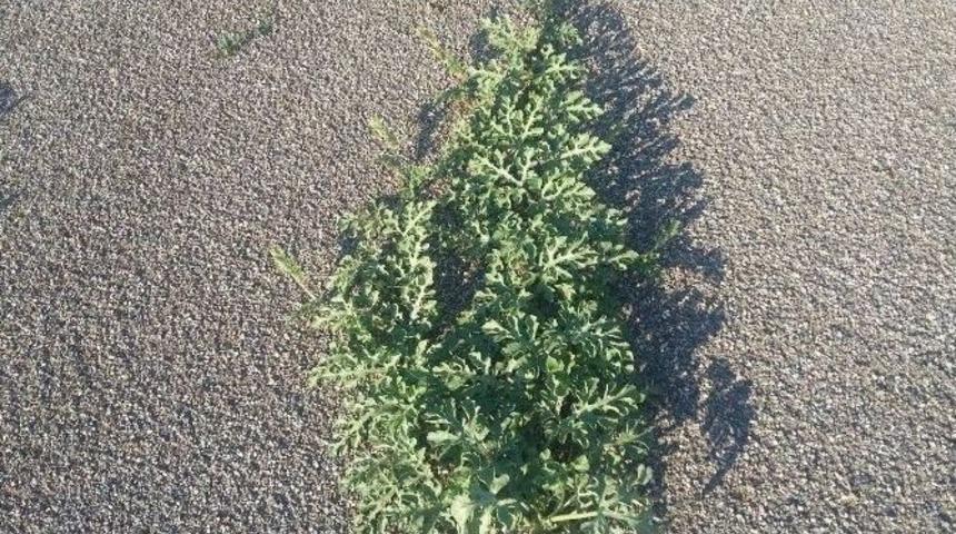 İn&ouml;n&uuml; Stadı Baştan Aşağı Yenileniyor