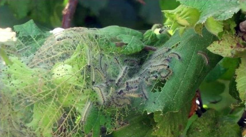 Amerikan Beyaz Kelebeği &Ccedil;ift&ccedil;ilerin Kabusu Oldu