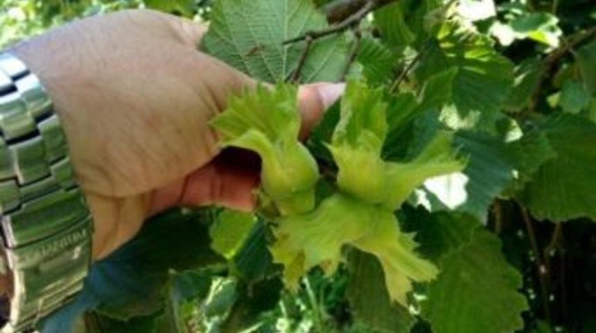 D&uuml;zce&rsquo;de 2015 Yılı Tahmini Fındık Rekoltesi 72 Bin Ton