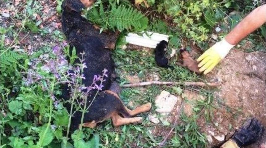 &Ccedil;ukurda Mahsur Kalan K&ouml;pek Ve Yavruları Kurtarıldı