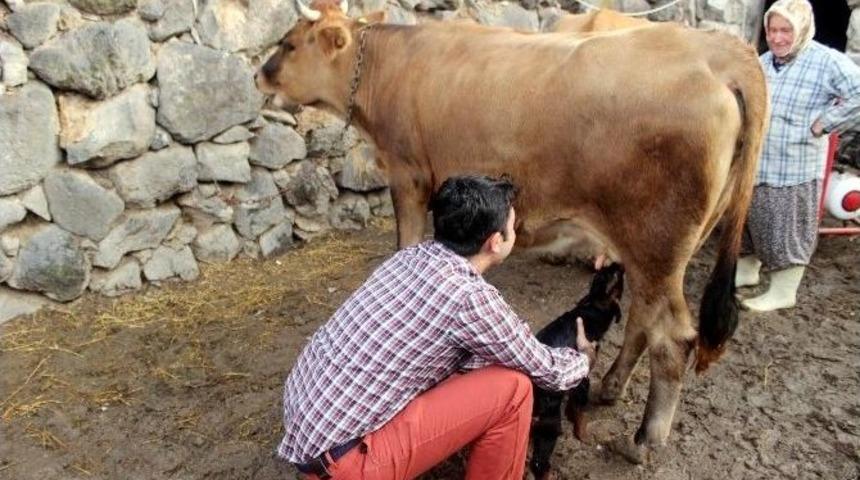(&ouml;zel Haber) Annelerini Kurt Yiyen Oğlaklara İnek Annelik Ediyor