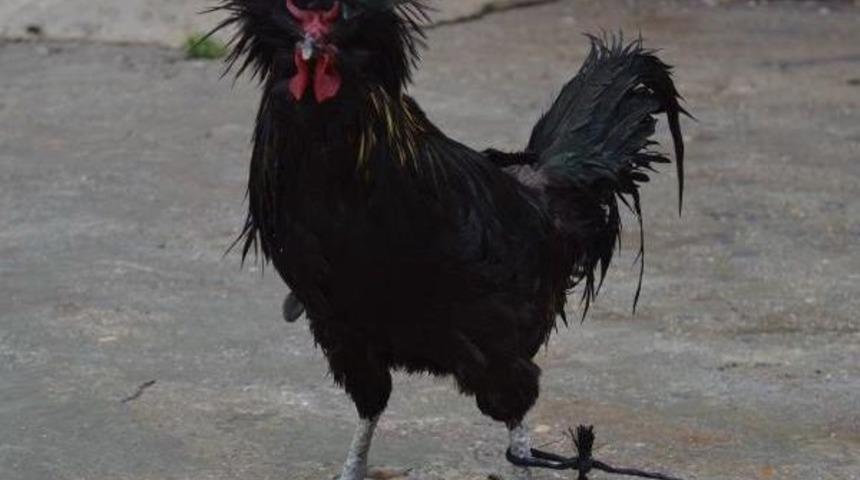 Osmanlı Sultan Horoz, &Ccedil;ift Boynuzlu Ibiğiyle Şaşırttı