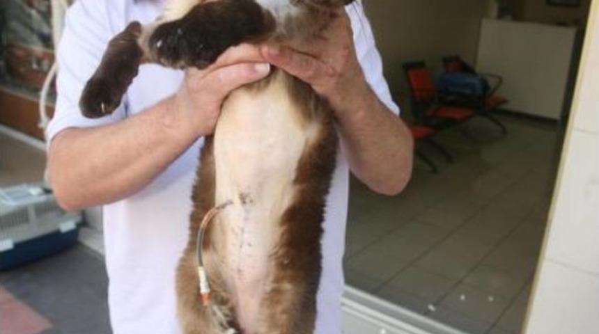 Kediye Periton Diyaliz