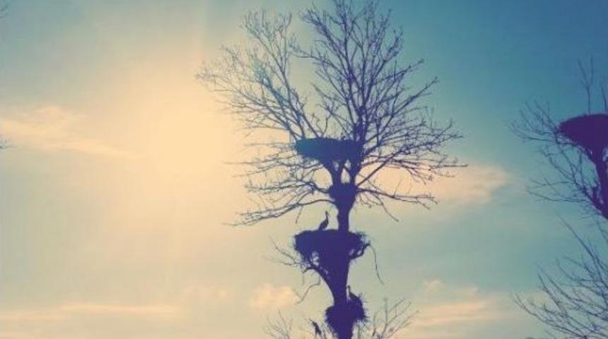 Samsun&rsquo;Da &lsquo;Leylek Ormanı' Ilgisi