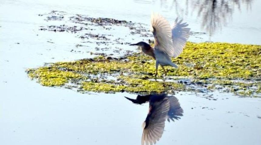Alaca Balık&ccedil;ıl'a Doğa Fotoğraf&ccedil;ılarından Ilgi