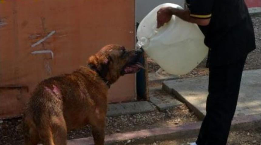 Depoda Yangın &Ccedil;ıktı, Mahsur Kalan K&ouml;pekler Telef Olmaktan Son Anda Kurtarıldı