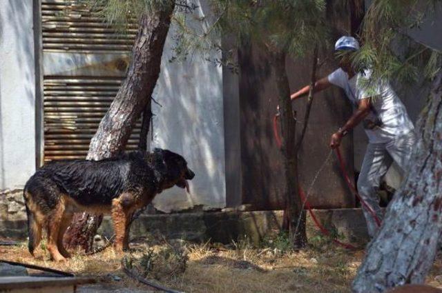 Depoda Yangın Çıktı, Mahsur Kalan Köpekler Telef Olmaktan Son Anda Kurtarıldı