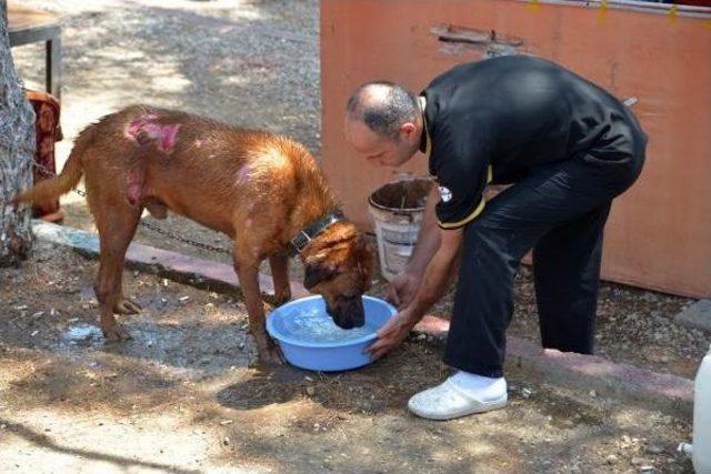 Depoda Yangın Çıktı, Mahsur Kalan Köpekler Telef Olmaktan Son Anda Kurtarıldı