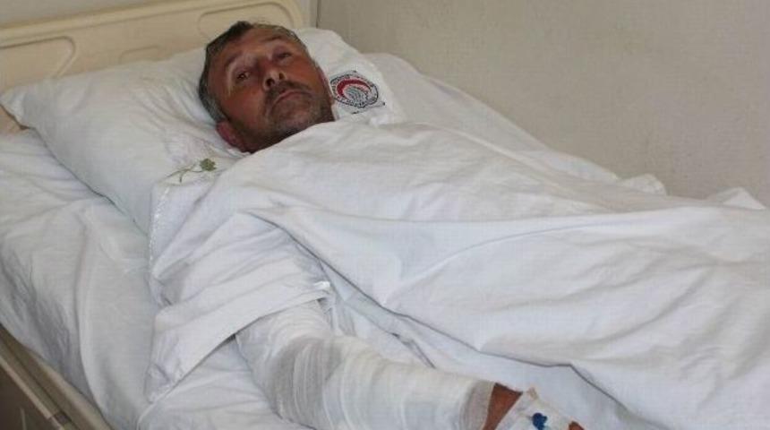 Bursa&rsquo;da Ayı Dehşeti