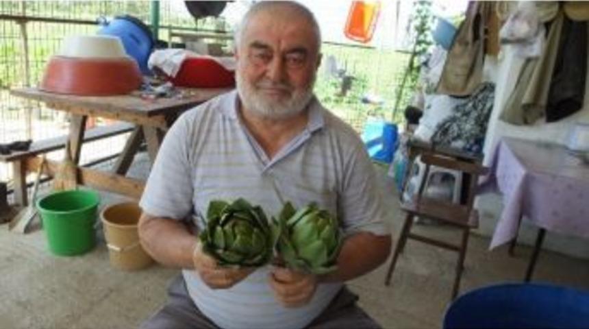 Burhaniyeli &Ccedil;ift&ccedil;i Her Mevsim Enginar Satıyor