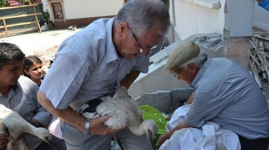 Belediye Binasını Sahiplenen Leyleklere Numara Verildi