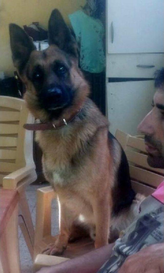 Kaybolan Köpeği Için 'çocuklara Zarar Verebilir' Dedi