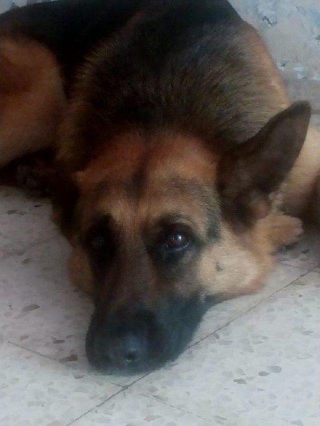 Kaybolan Köpeği Için 'çocuklara Zarar Verebilir' Dedi