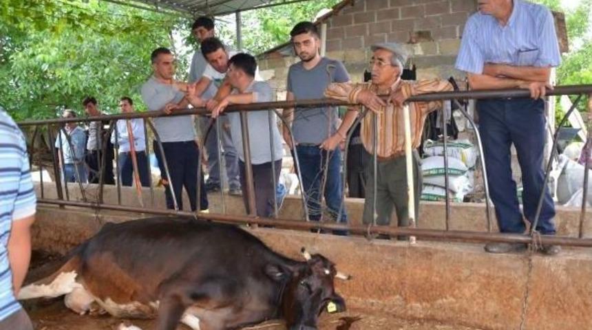 Elektrik Şirketi, Ineklerin Akıma Kapılmasında Ihmallerinin Olmadığını A&ccedil;ıkladı