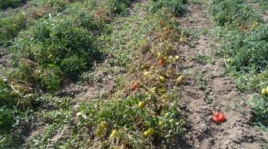 Sebzelerde K&ouml;k &Ccedil;&uuml;r&uuml;kl&uuml;ğ&uuml; Hastalığı