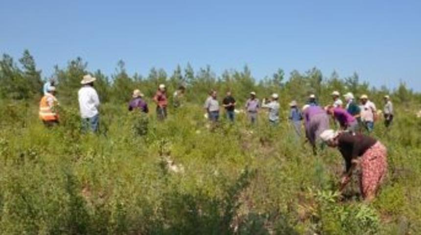 Mersin&rsquo;de Yardop Ve Gelir Getirici T&uuml;r Sahalarında &Ccedil;alışmalar S&uuml;r&uuml;yor