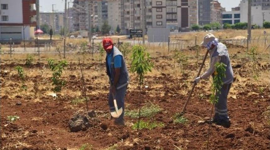 Diyarbakır&rsquo;da Meyve Bah&ccedil;esine 800 Adet Fidan Dikildi