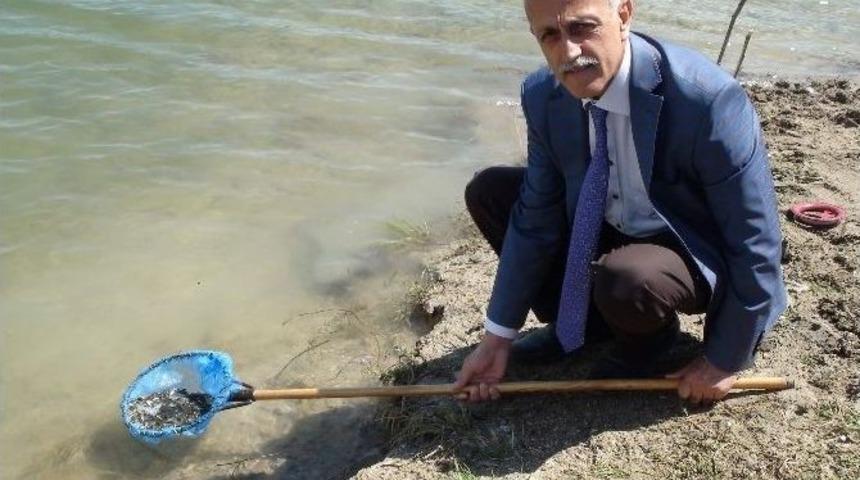 Yozgat&rsquo;ta Baraj Ve 6 G&ouml;lete 100 Bin Yavru Balık Bırakıldı