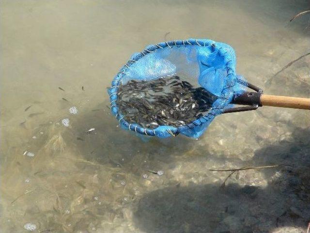 Yozgat&rsquo;ta Baraj Ve 6 G&ouml;lete 100 Bin Yavru Balık Bırakıldı 1