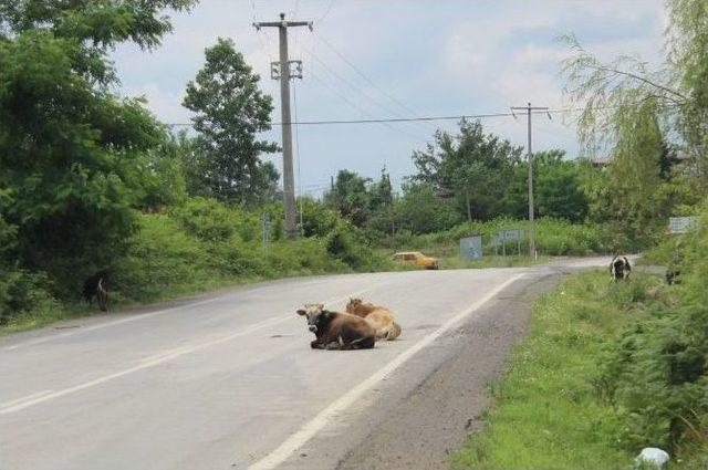 Hindistan Değil Samsun