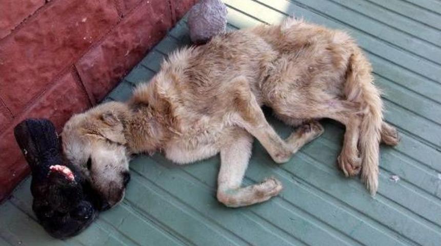 Bakımevinde A&ccedil;lıktan Bitkin D&uuml;şen K&ouml;pekler Tedaviye Alındı