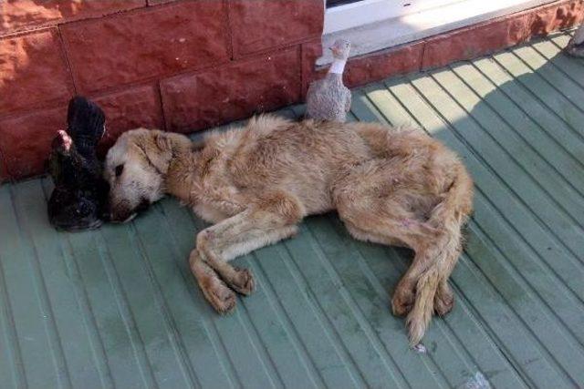 Bakımevinde Açlıktan Bitkin Düşen Köpekler Tedaviye Alındı