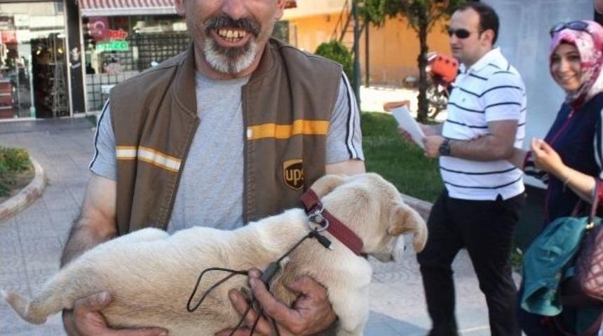 Yorulan K&ouml;peğini Kucağında Taşıdı