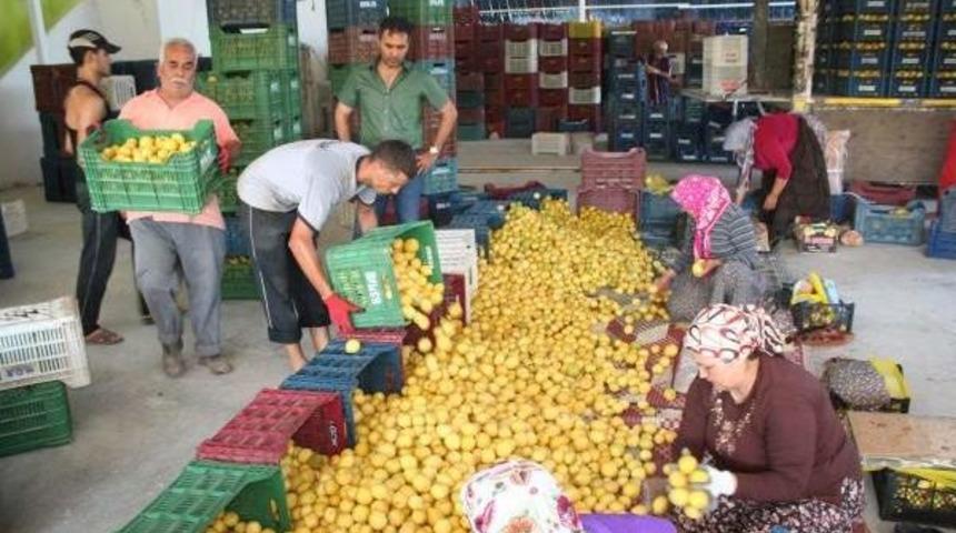 Limon, &Uuml;reticinin Y&uuml;z&uuml;n&uuml; G&uuml;ld&uuml;rd&uuml;