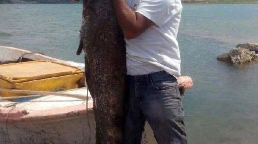 Almus Barajı'nda Oltayla 80 Kiloluk Yayın Balığı Yakaladı