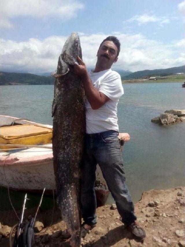 Almus Barajı'nda Oltayla 80 Kiloluk Yayın Balığı Yakaladı