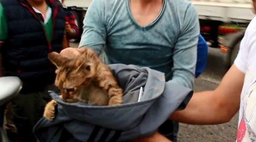Motora Sıkışan Kedi Kurtarıldı
