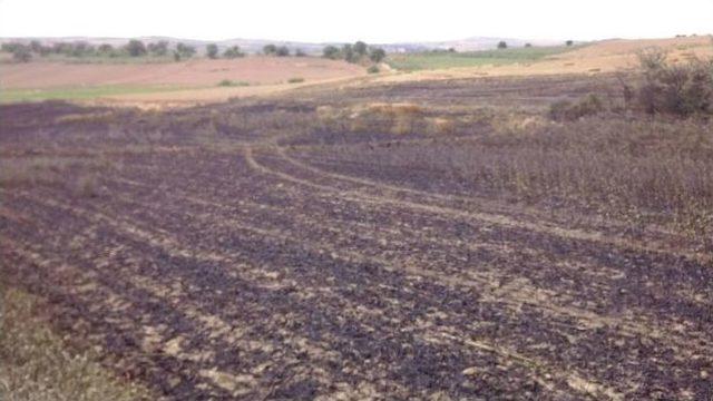 Tekirdağ’da Buğday Tarlasında Büyük Yangın