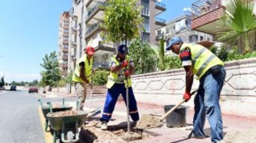 Muratpaşa&rsquo;dan Her 7 Metreye Bir Fidan