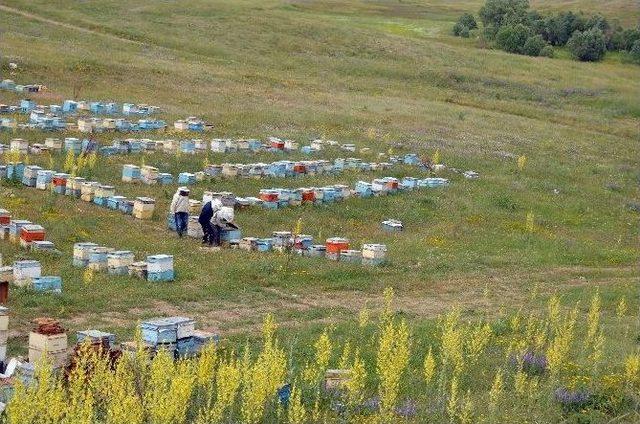 Yağmur Arıcıları Olumsuz Etkiledi