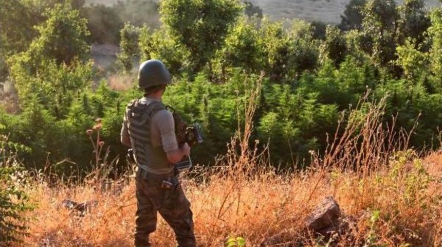 Diyarbakır'da 375 Bin 540 K&ouml;k Kenevir Ele Ge&ccedil;irildi