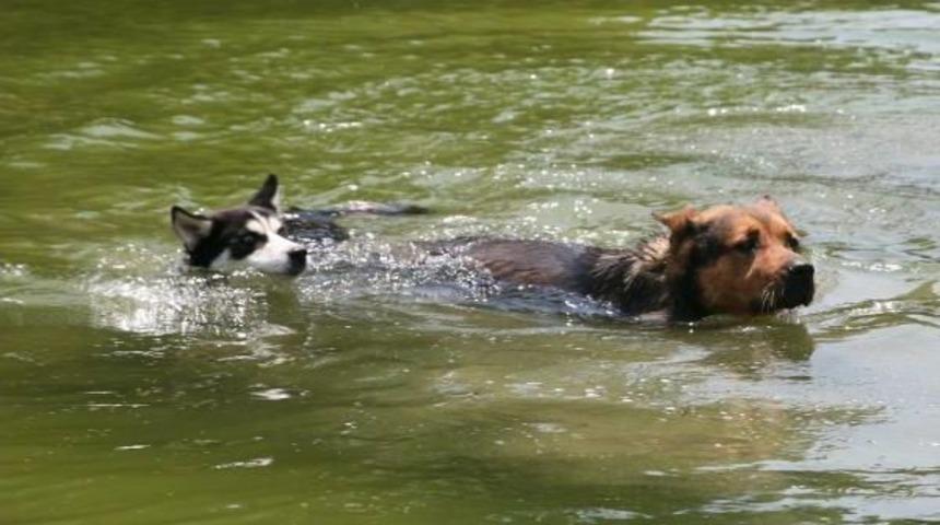 K&ouml;peklerin Uyumu