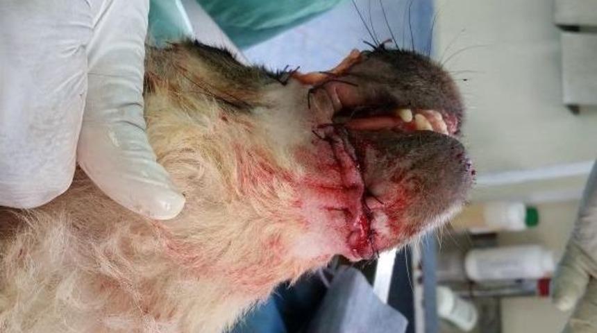 Sokak K&ouml;peğinin Alt Ve &Uuml;st &Ccedil;enesine Doku Nakli Yapıldı