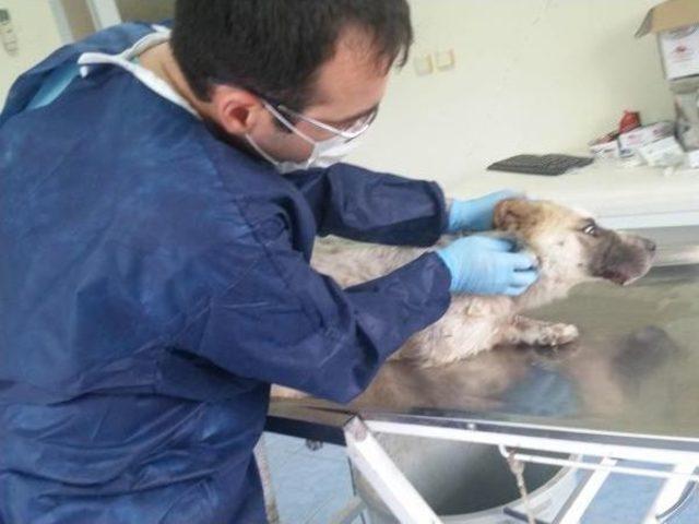 Sokak Köpeğinin Alt Ve Üst Çenesine Doku Nakli Yapıldı