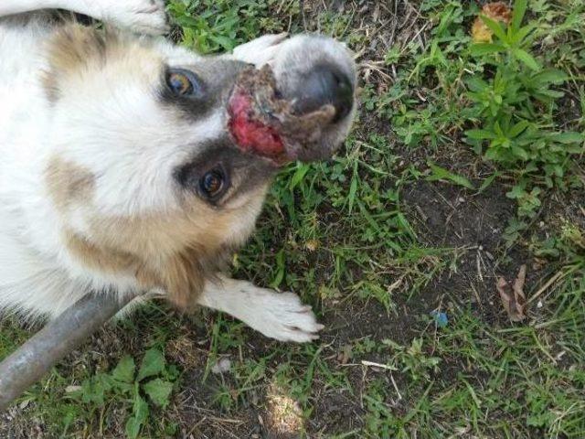 Sokak Köpeğinin Alt Ve Üst Çenesine Doku Nakli Yapıldı