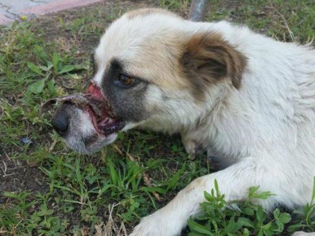 Sokak Köpeğinin Alt Ve Üst Çenesine Doku Nakli Yapıldı