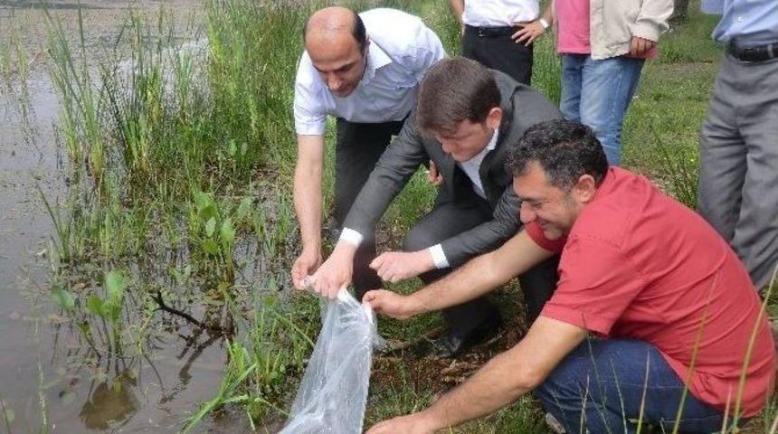 D&uuml;zce&rsquo;deki G&ouml;letler Balıklandırıldı